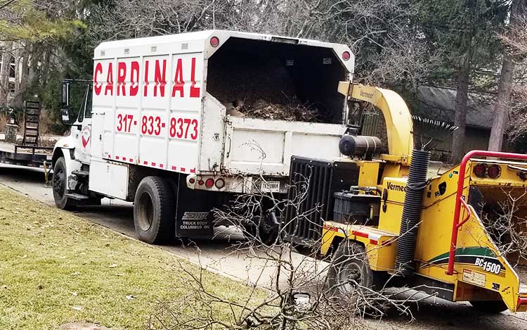 Indianapolis Tree Services